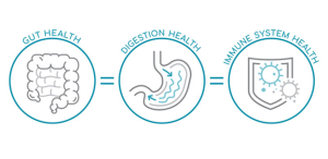 70% of Your Immune System Lives in Your Gut: Here’s Why That Matters ...