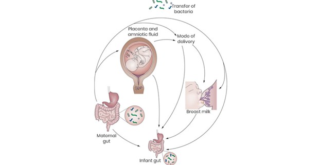 Benefits of Probiotics for Pregnant Women